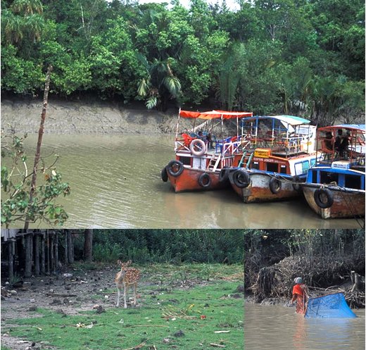 シュンドルボン
